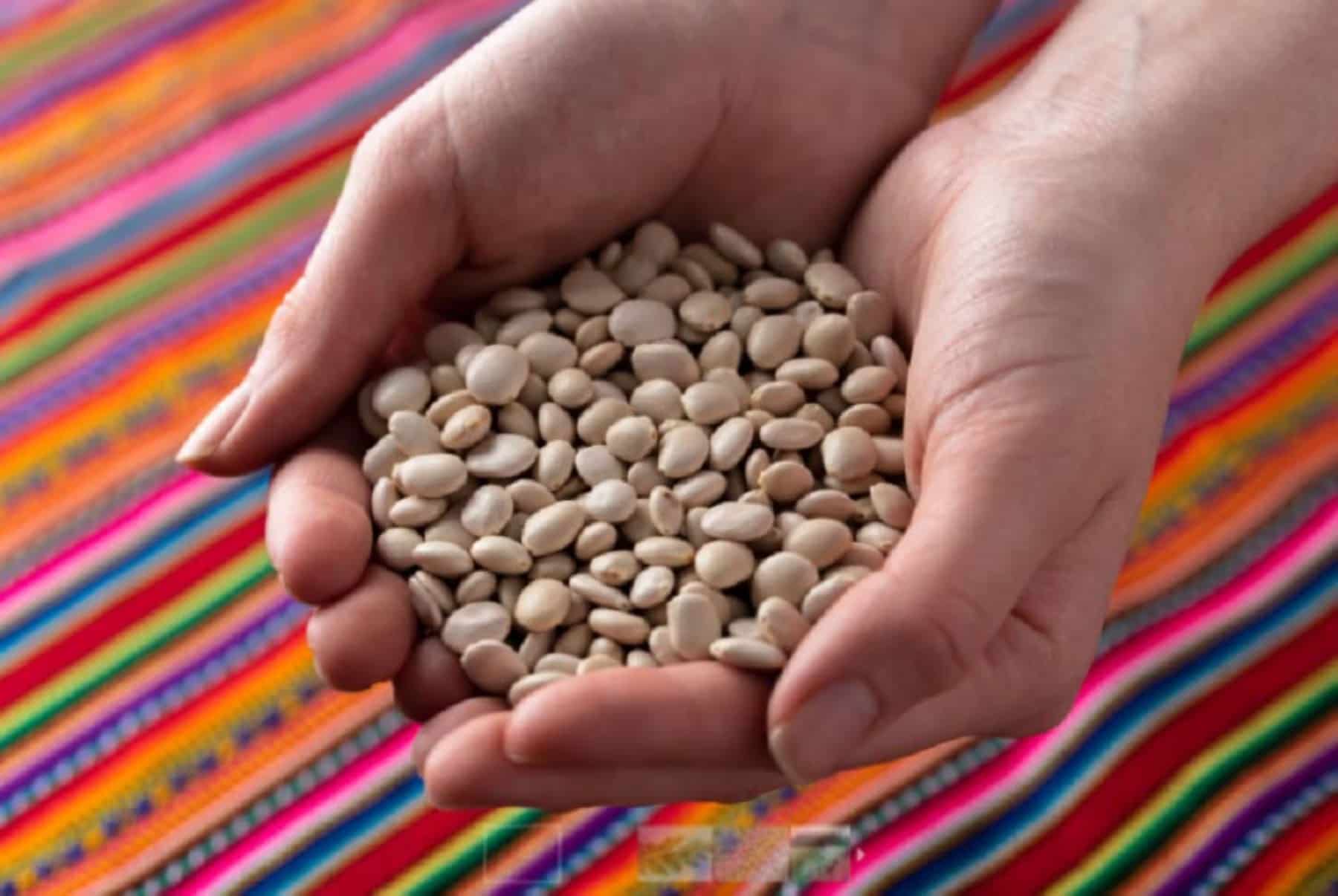Alimentos peruanos que ayudan a la salud intestinal (prebióticos y probióticos naturales)