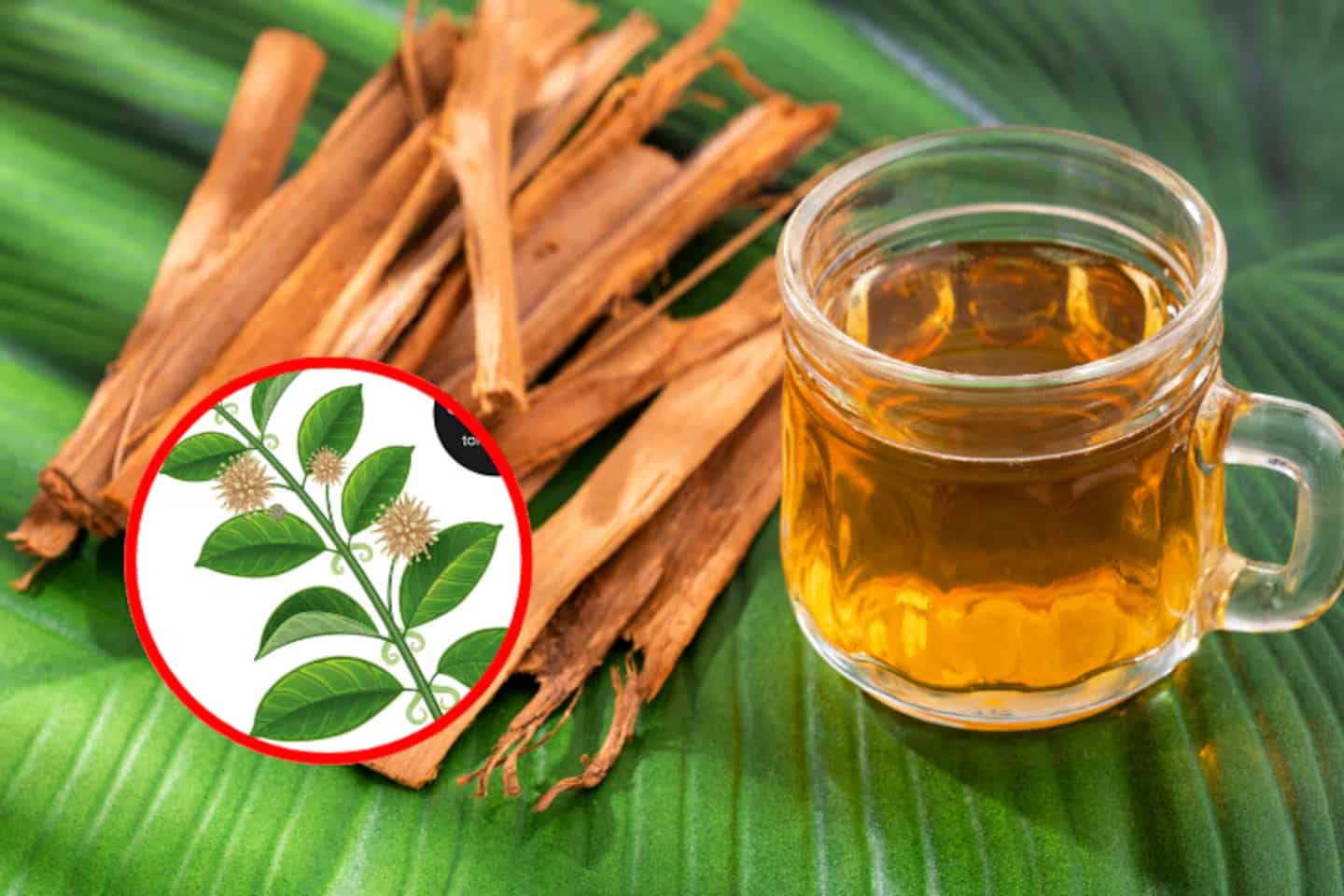 La medicina tradicional amazónica: remedios, rituales y respeto al ecosistema