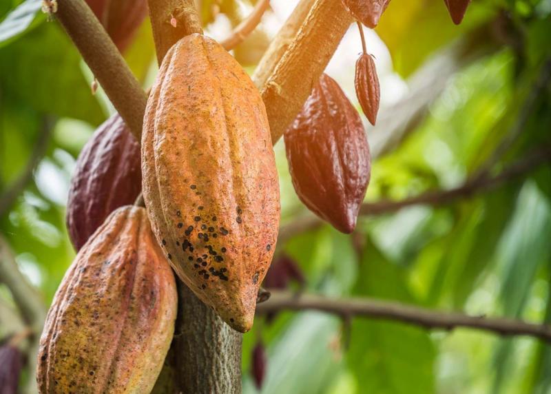 Beneficios del cacao peruano: desde lo nutricional hasta lo emocional